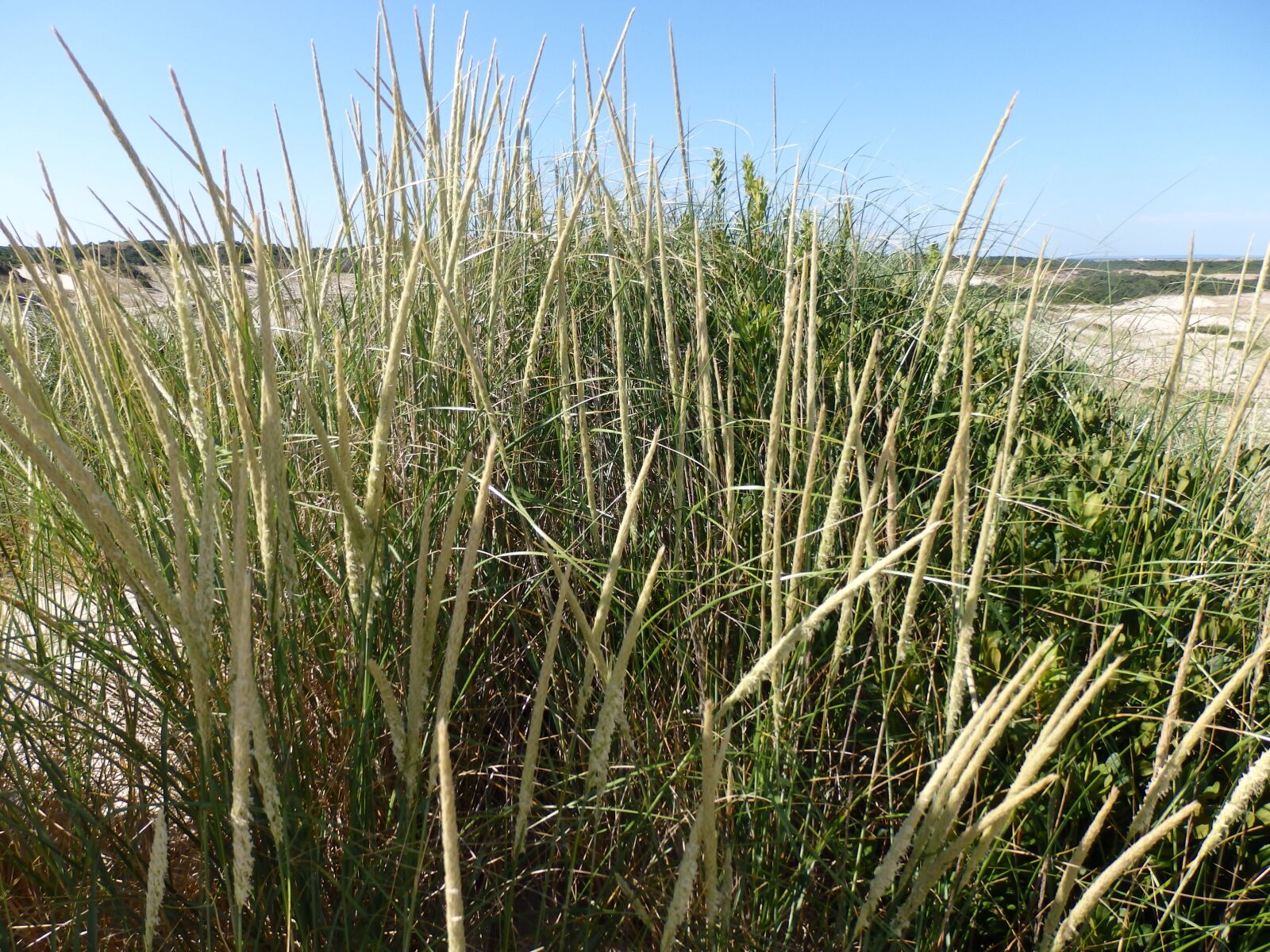 Olympus SZ-16,DZ-105 sample photo. Beach grass, dune, grass photography