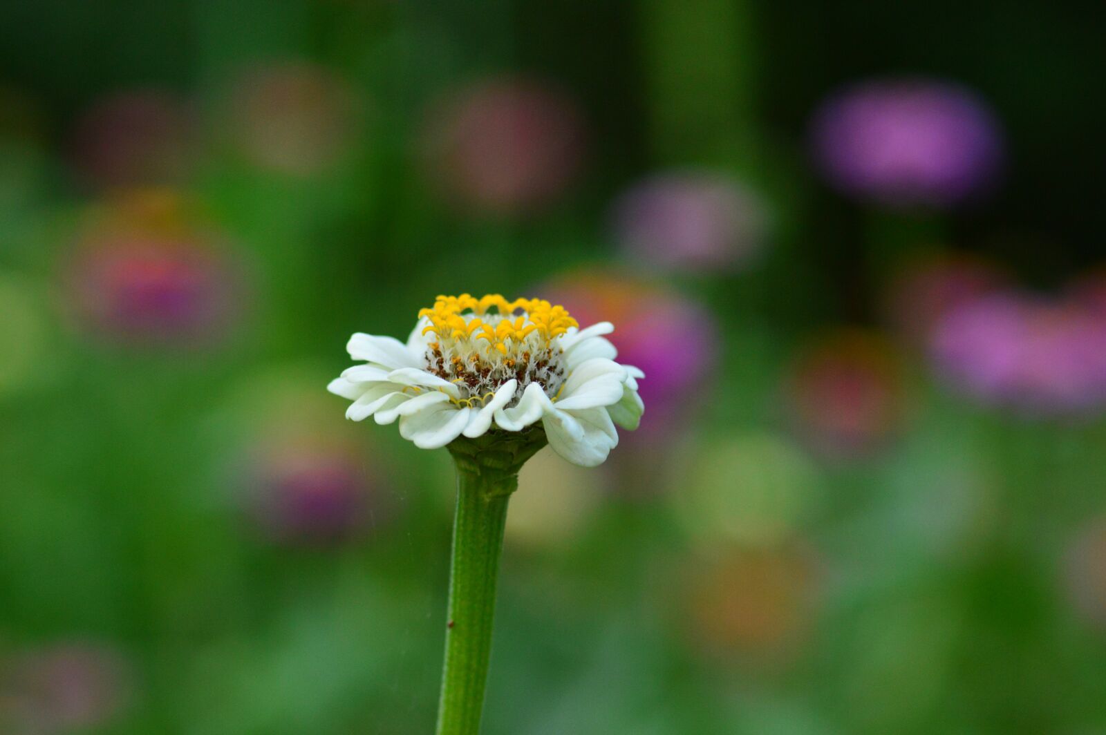 Nikon D3200 sample photo. Flower, garden, summer photography