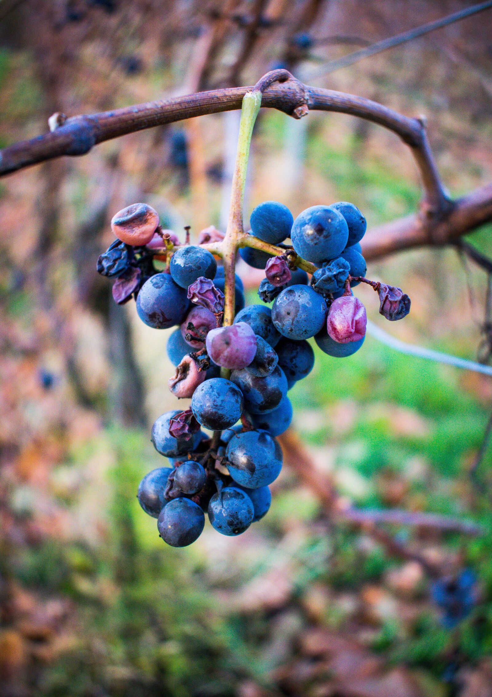 Nikon D5300 sample photo. Grapes, grapevine, wine photography