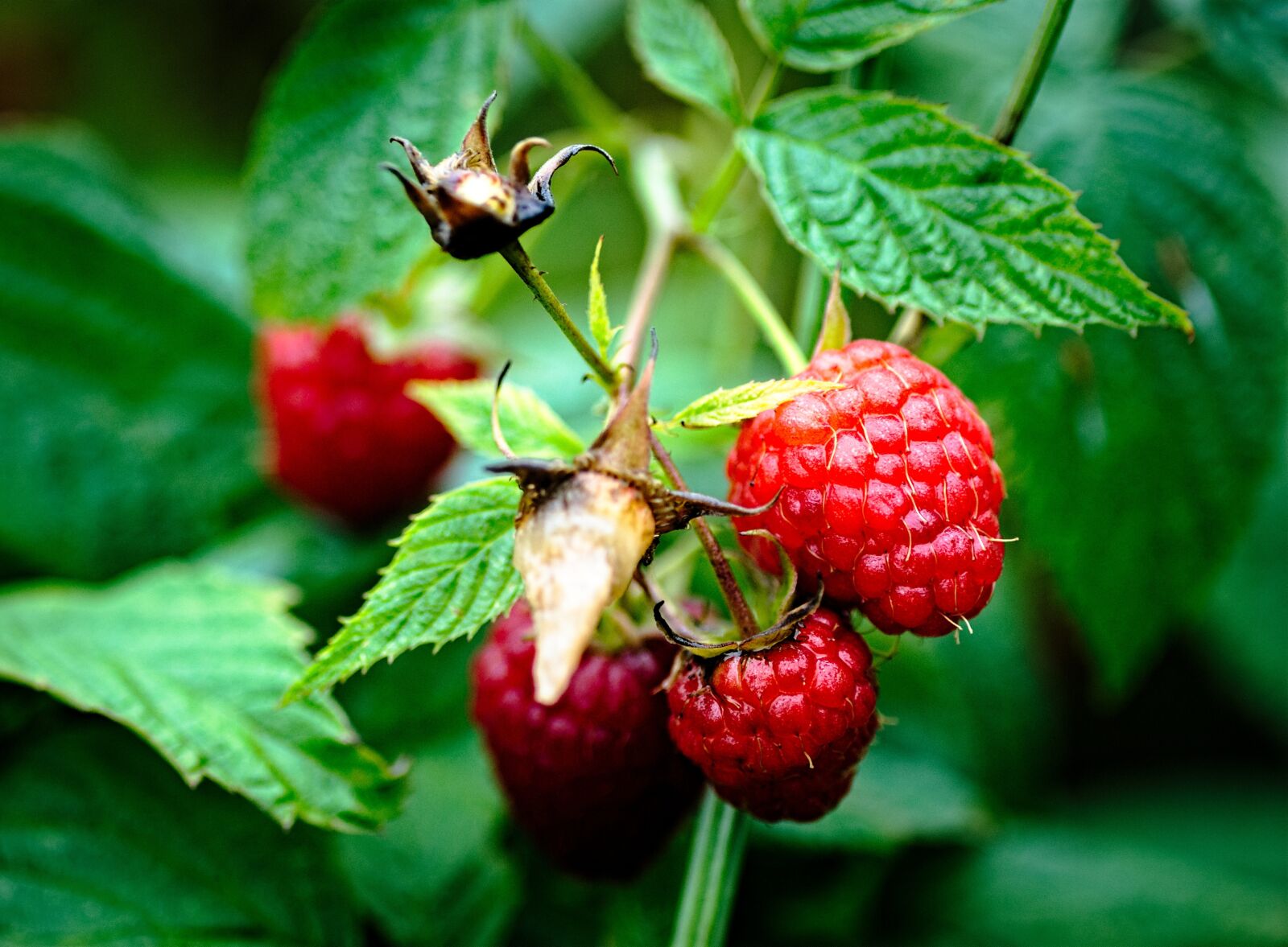 Nikon D80 sample photo. Raspberries, garden, plant photography