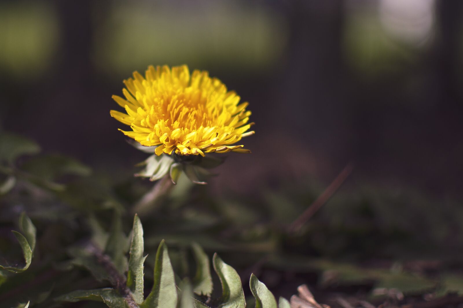 Nikon D500 sample photo. Dandelion, flower, vegetable photography