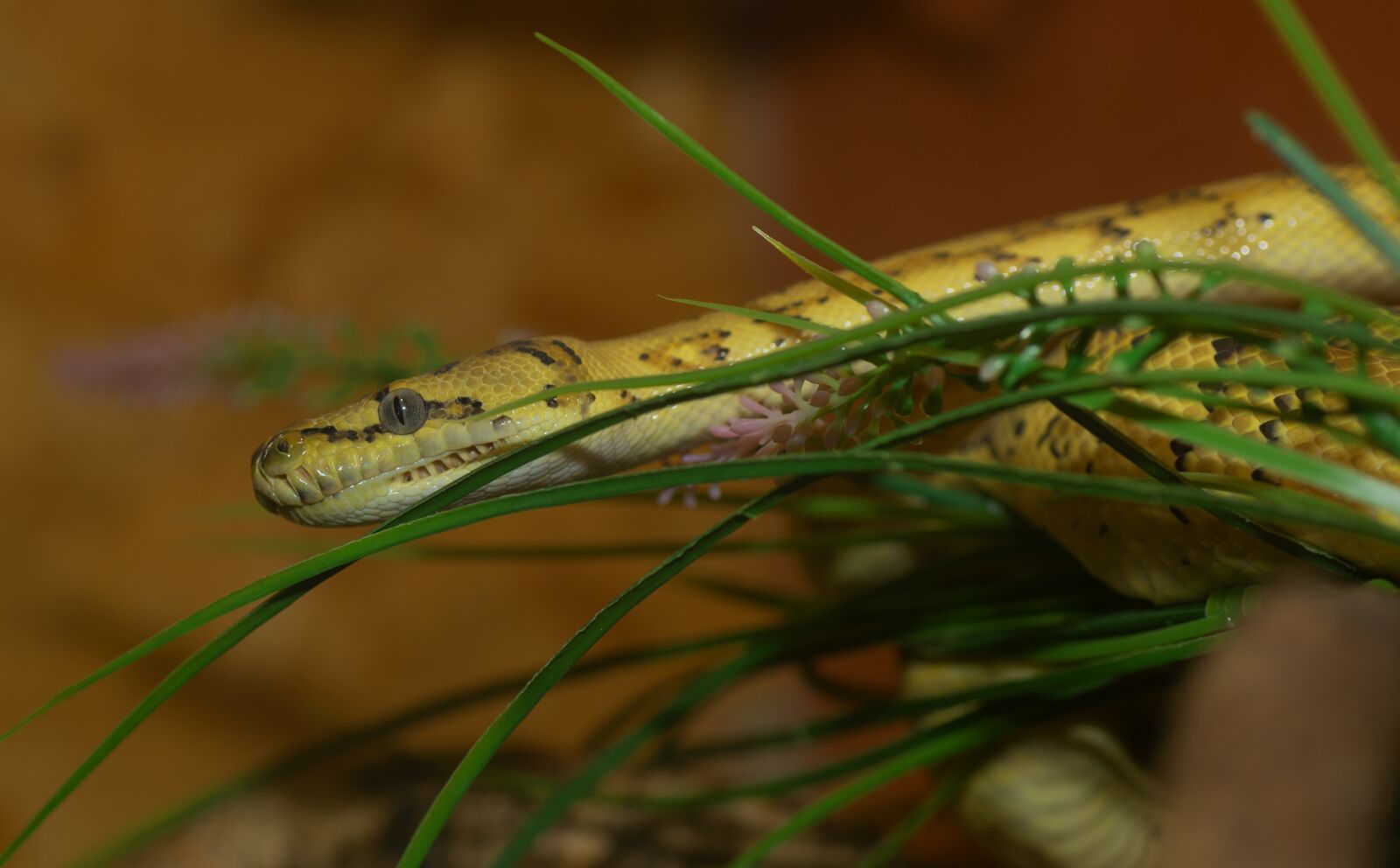 Nikon D750 sample photo. Snake, small, yellow photography