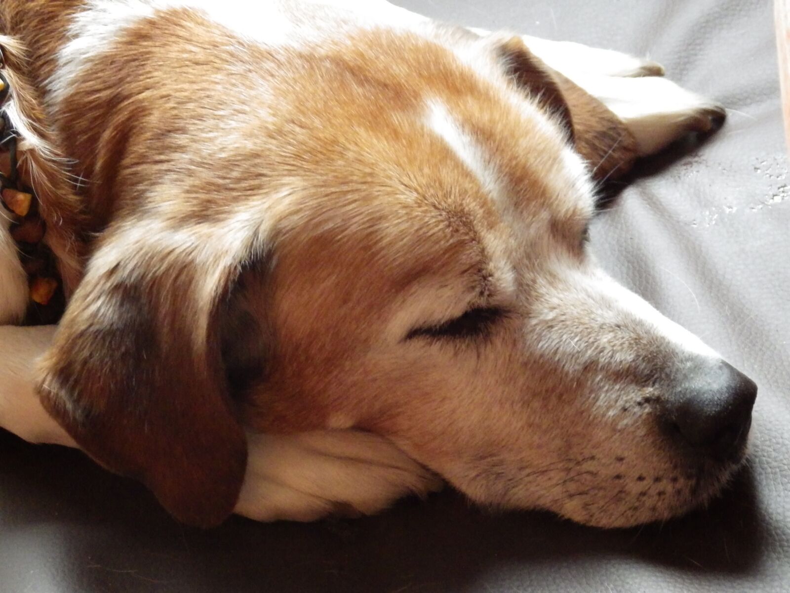 Pentax X-5 sample photo. Dog sleeping, dog, animal photography