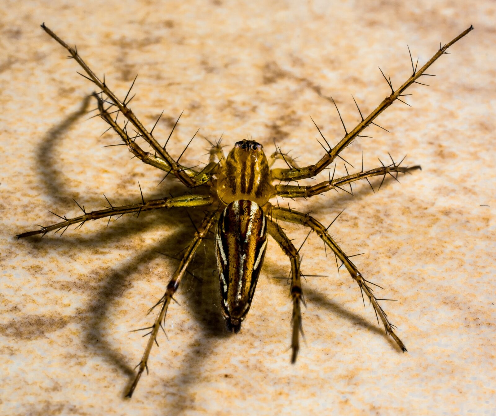 Nikon D5200 sample photo. Small spider, spider, arachnids photography