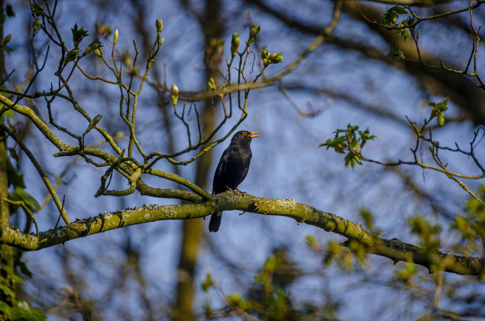 Nikon D7000 sample photo. Merle, whistle, beak photography