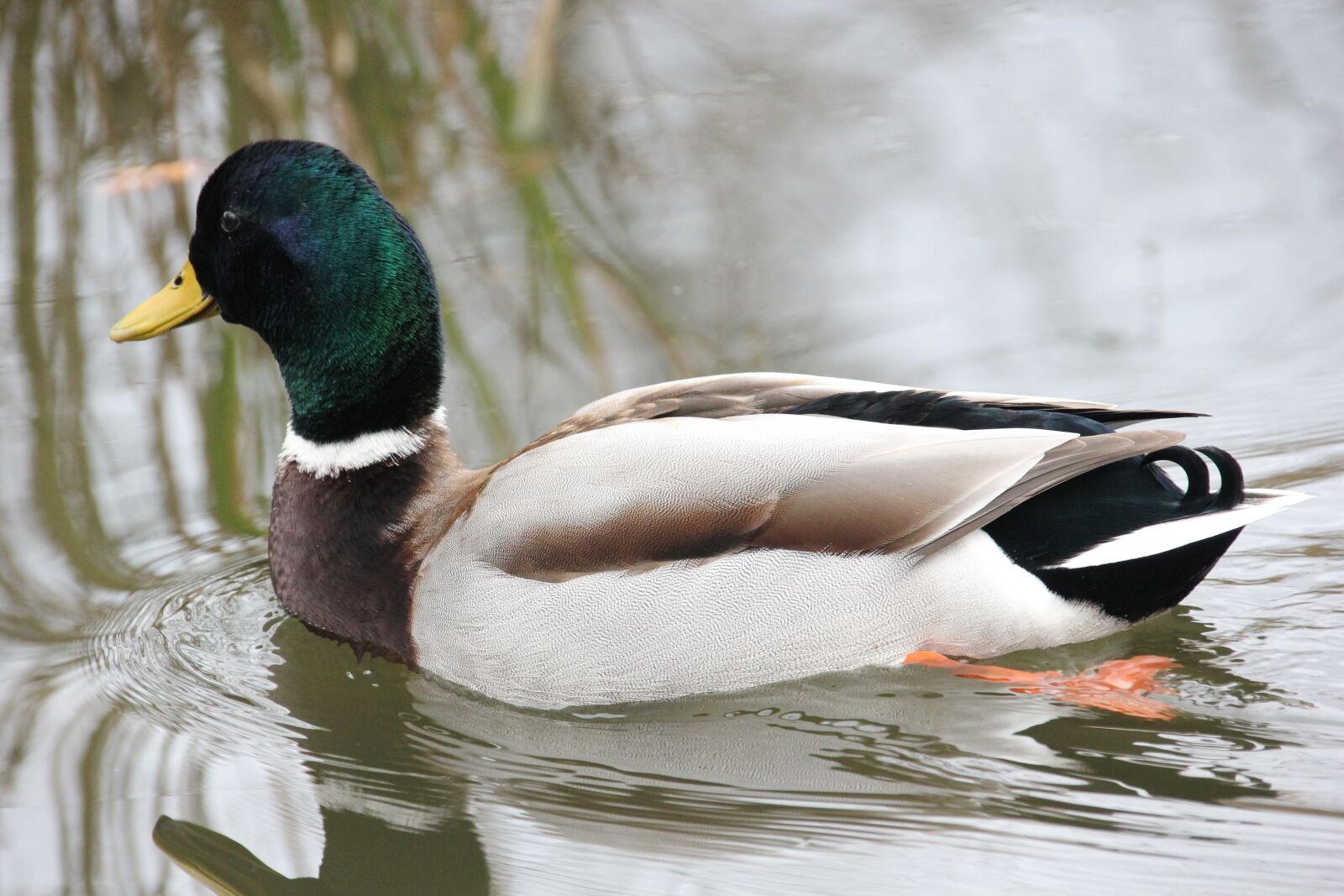 Canon EOS 550D (EOS Rebel T2i / EOS Kiss X4) sample photo. Water bird, duck, drake photography