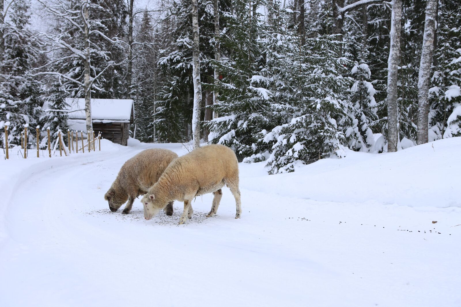 Canon EOS 6D + Canon EF 24-70mm F2.8L USM sample photo. The sheep, winter, snow photography