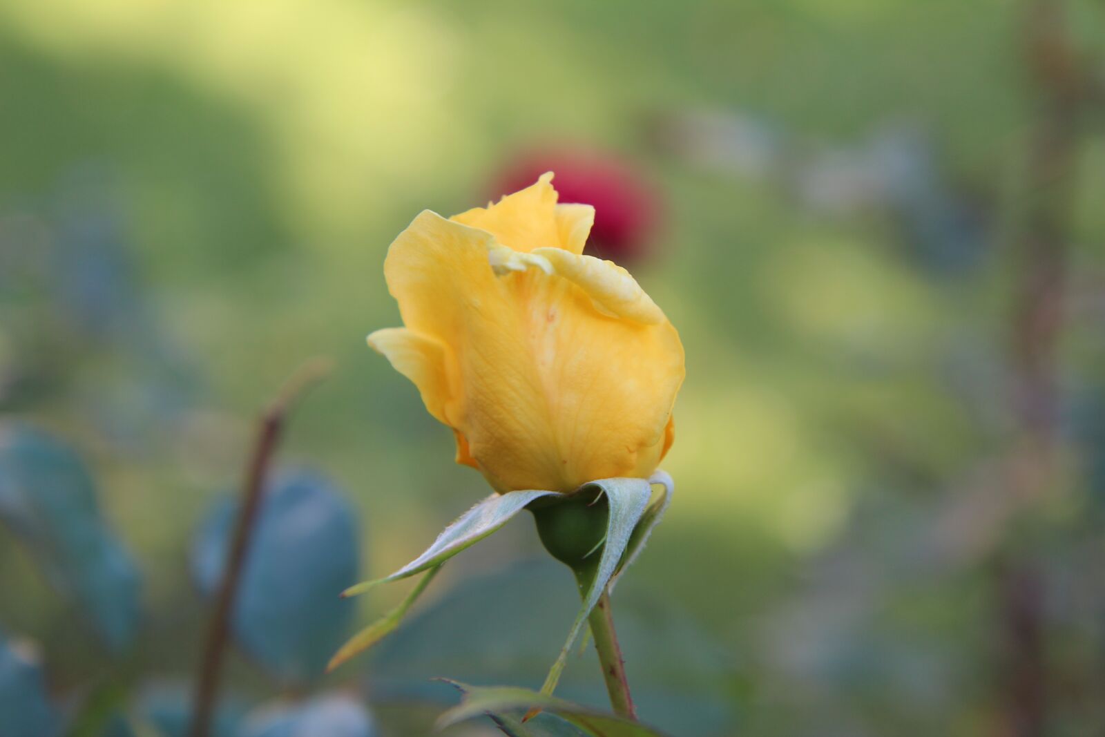 Canon EOS 600D (Rebel EOS T3i / EOS Kiss X5) sample photo. Yellow rose, pink button photography