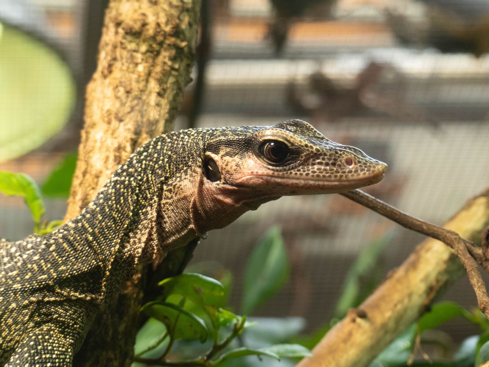 Panasonic Lumix DMC-FZ300 sample photo. Lizard, animal, reptile photography
