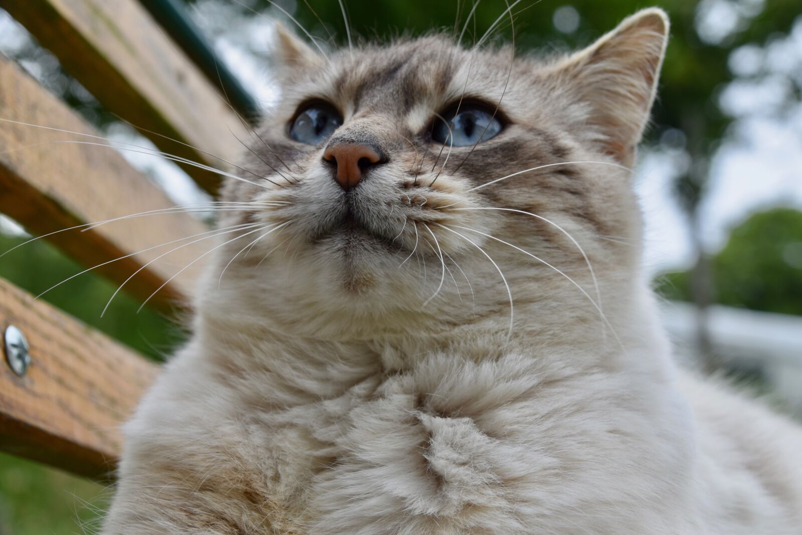 Nikon D5600 sample photo. Cat, whiskers cat, truffle photography