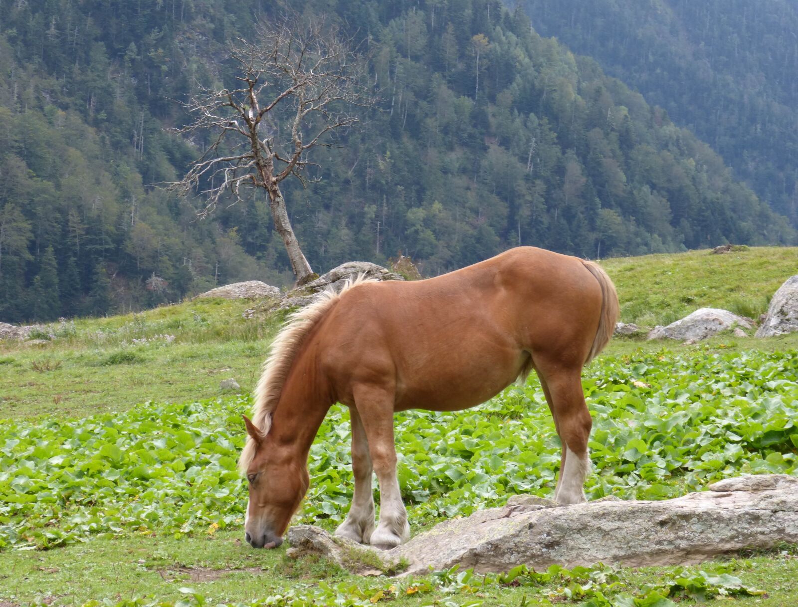 Panasonic DMC-FZ62 sample photo. Horse, pacer, prado photography