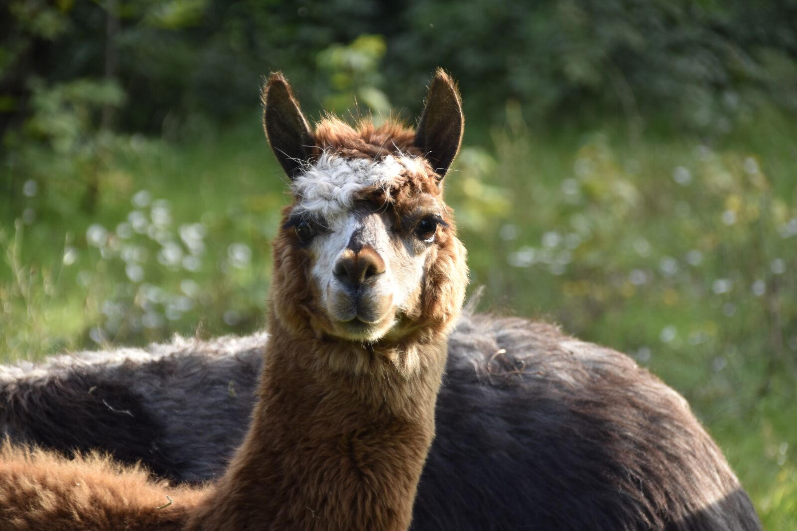 Nikon D5600 sample photo. Alpaca, camelids, alpaca nice photography