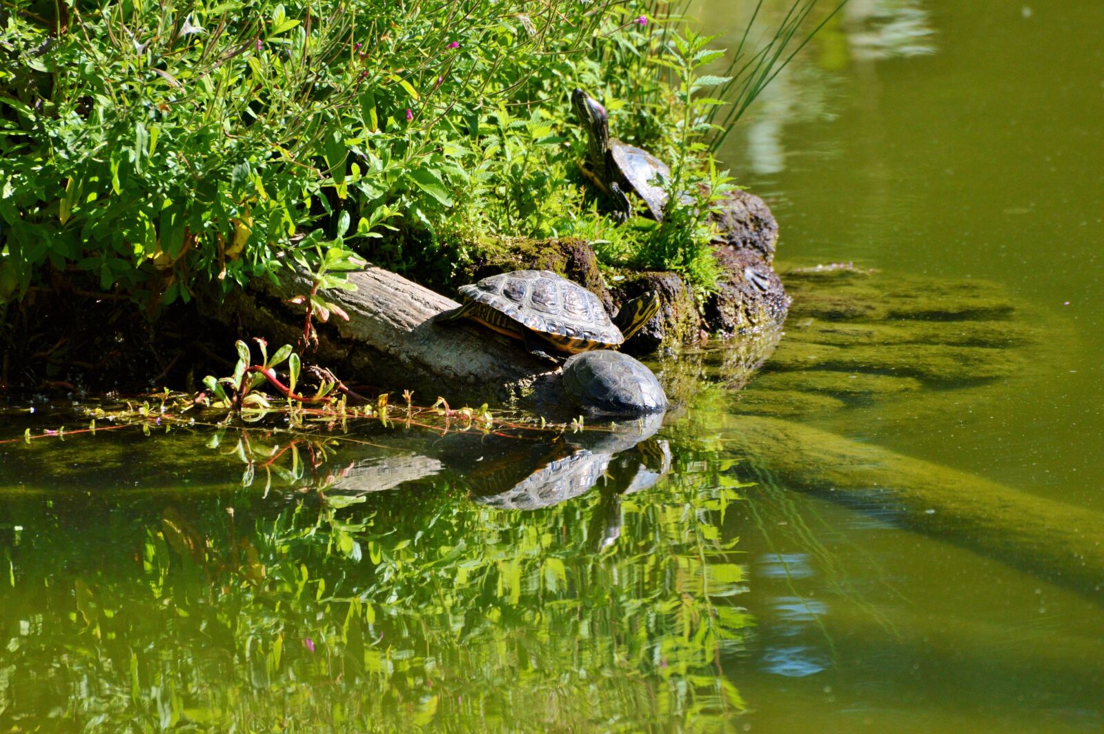 Nikon D3200 sample photo. Turtle, reptile, water turtle photography