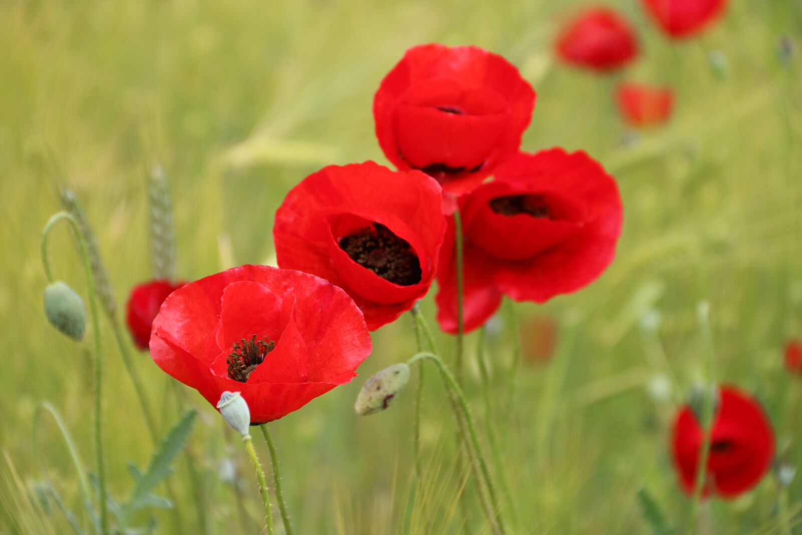 Canon EF-S 18-135mm F3.5-5.6 IS sample photo. Papaver rhoeas, flower, plant photography