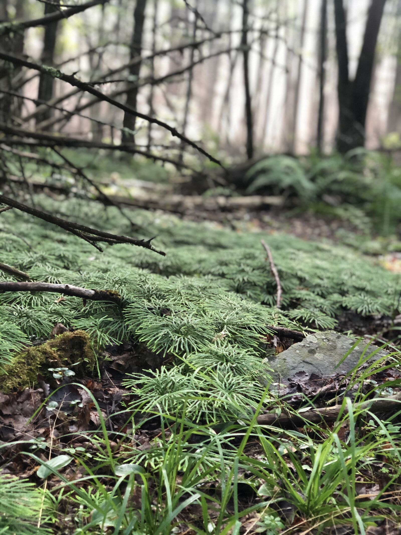 iPhone X back dual camera 6mm f/2.4 sample photo. Forest, new, york photography