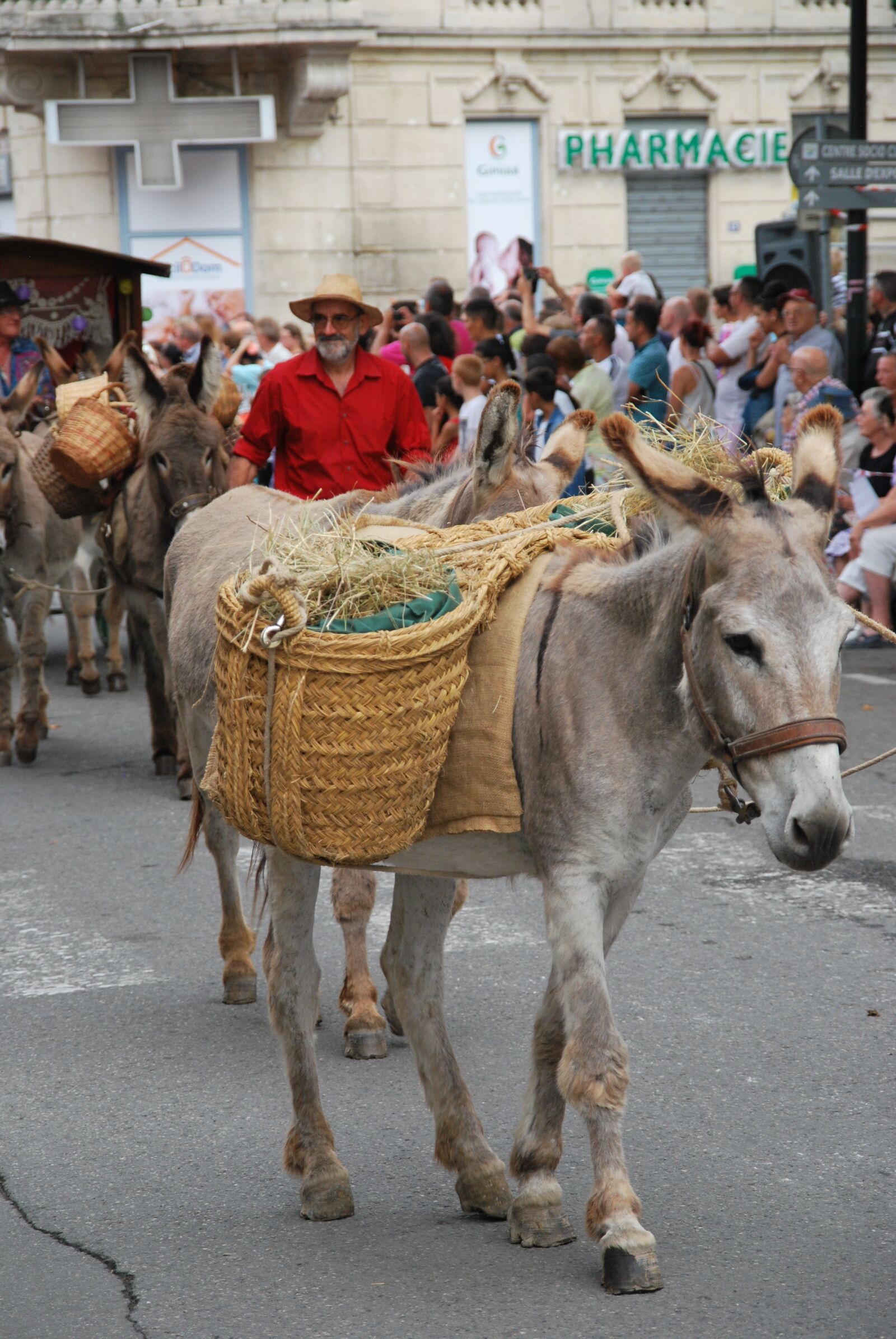 Nikon D60 sample photo. Donkey, parade, provence photography
