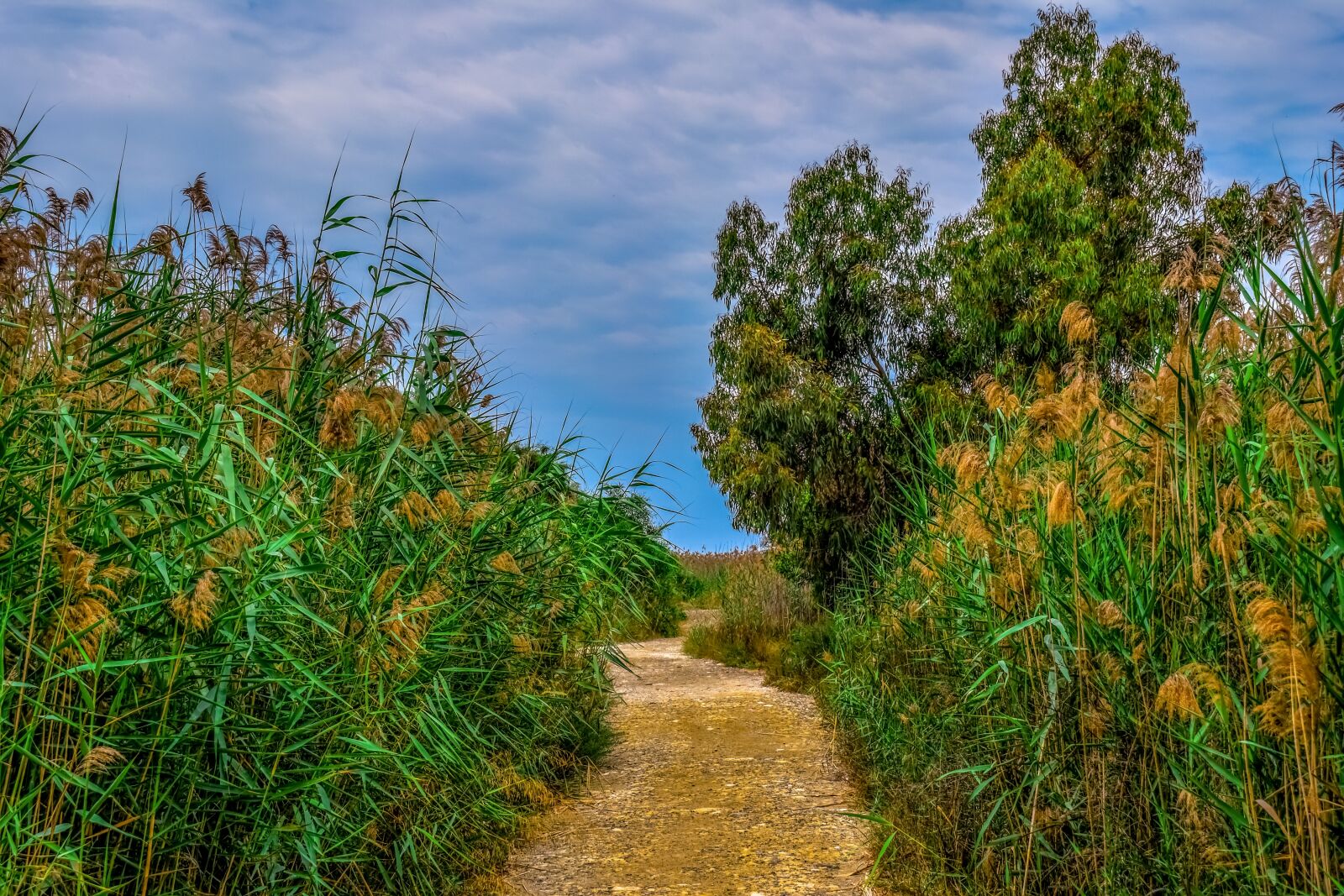 Nikon D3300 sample photo. Swamp, path, tree photography