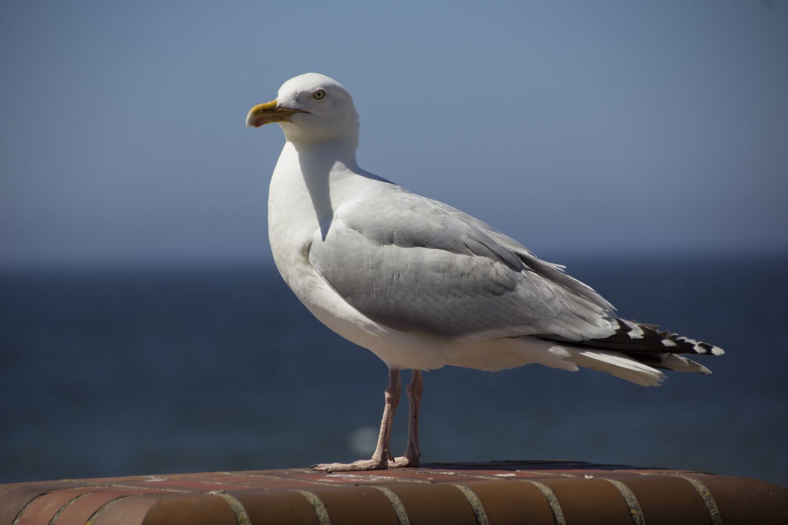 Canon EOS 60D sample photo. Sylt, westerland, island photography