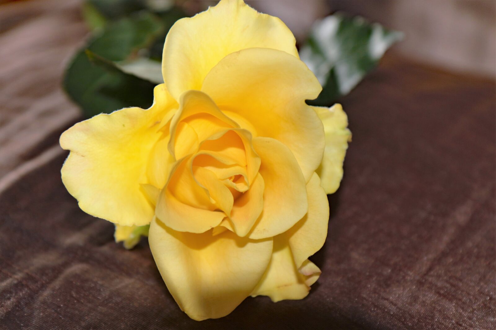 Canon EOS 7D Mark II sample photo. Yellow rose, flower, rose photography