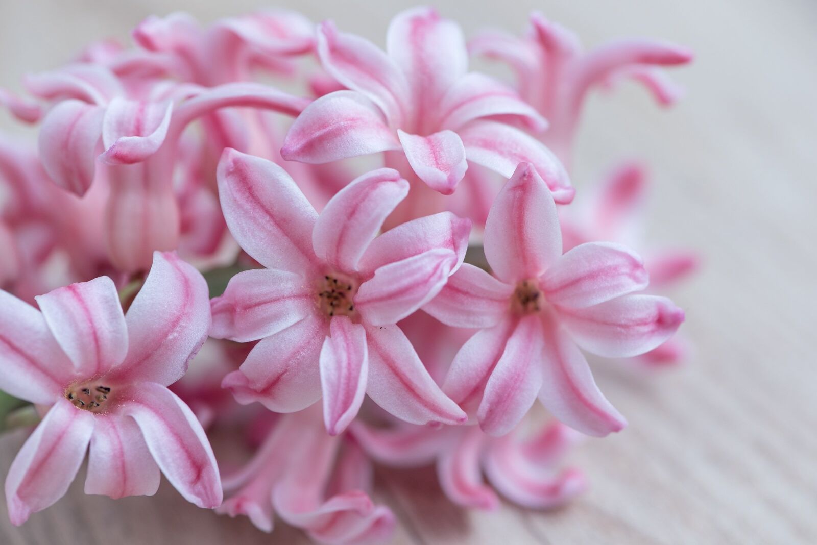 Nikon D750 sample photo. Hyacinth, flower, pink photography