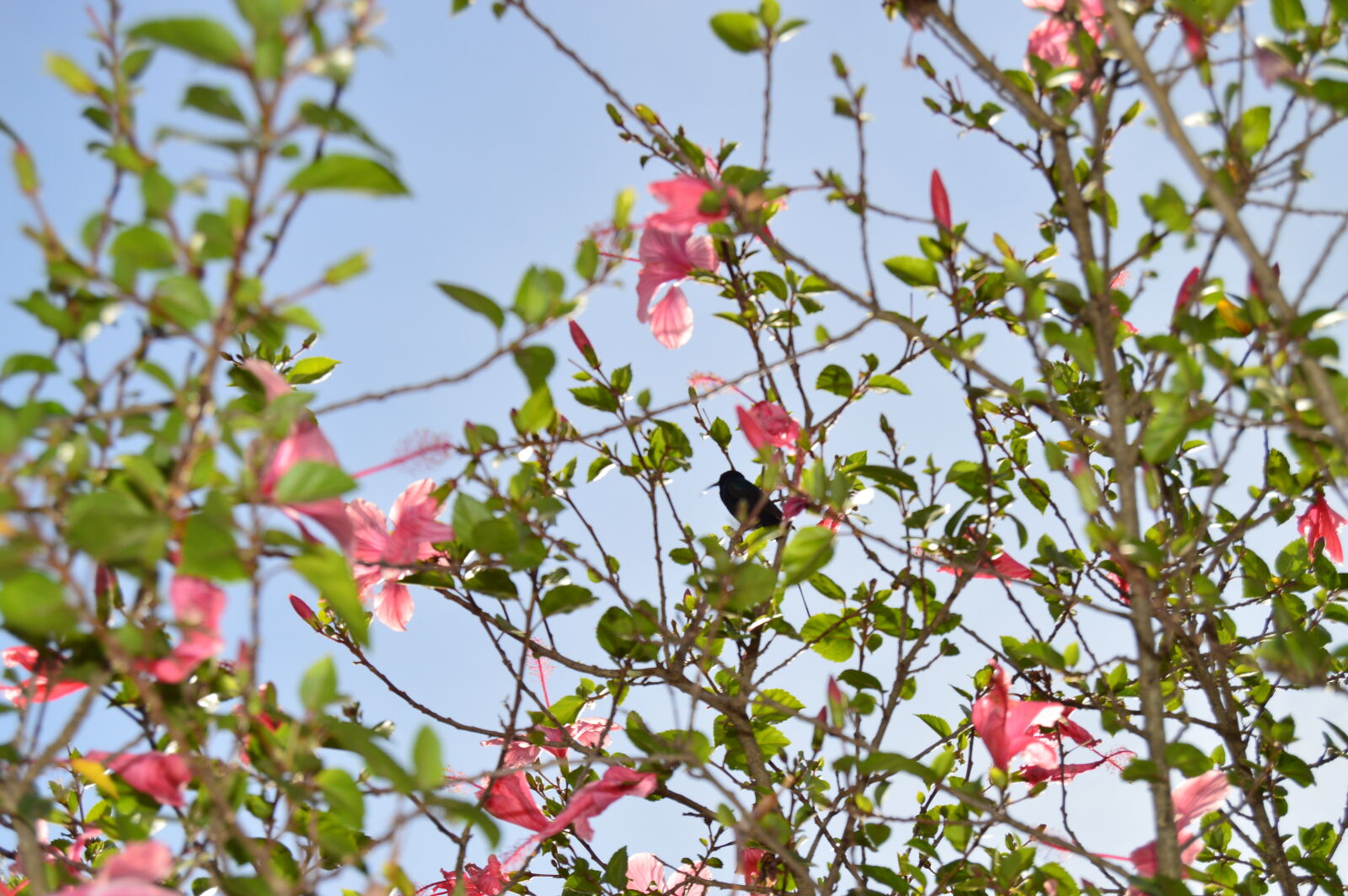 Nikon D3200 sample photo. Flowers, hummingbird, nature, photography photography