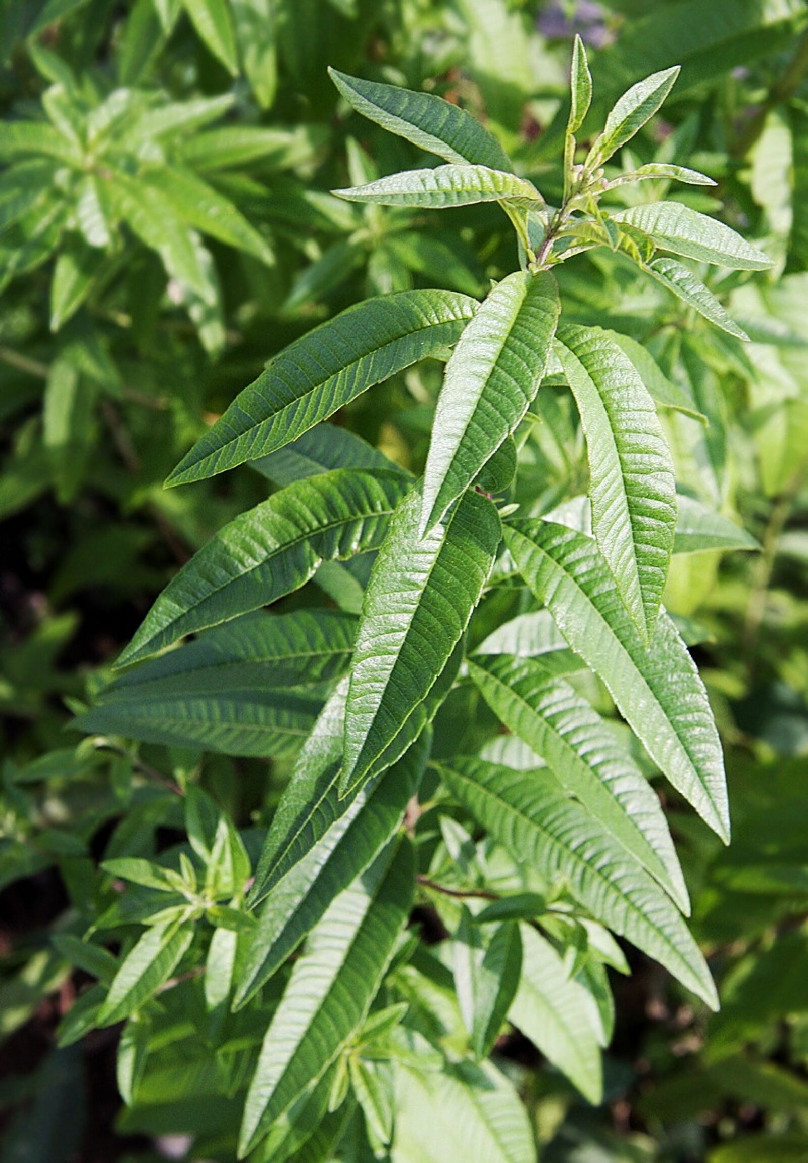 Canon EOS 40D sample photo. Lemon verbena, herbs, plant photography