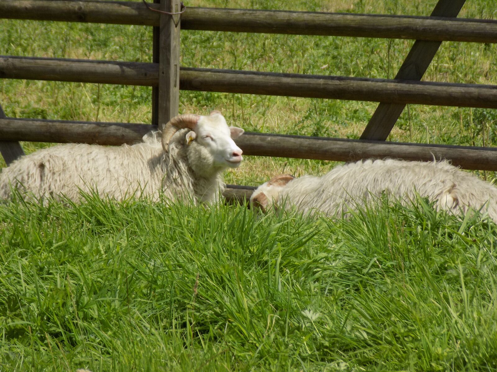 Nikon COOLPIX L340 sample photo. Heidschnucke, nordic short tail photography