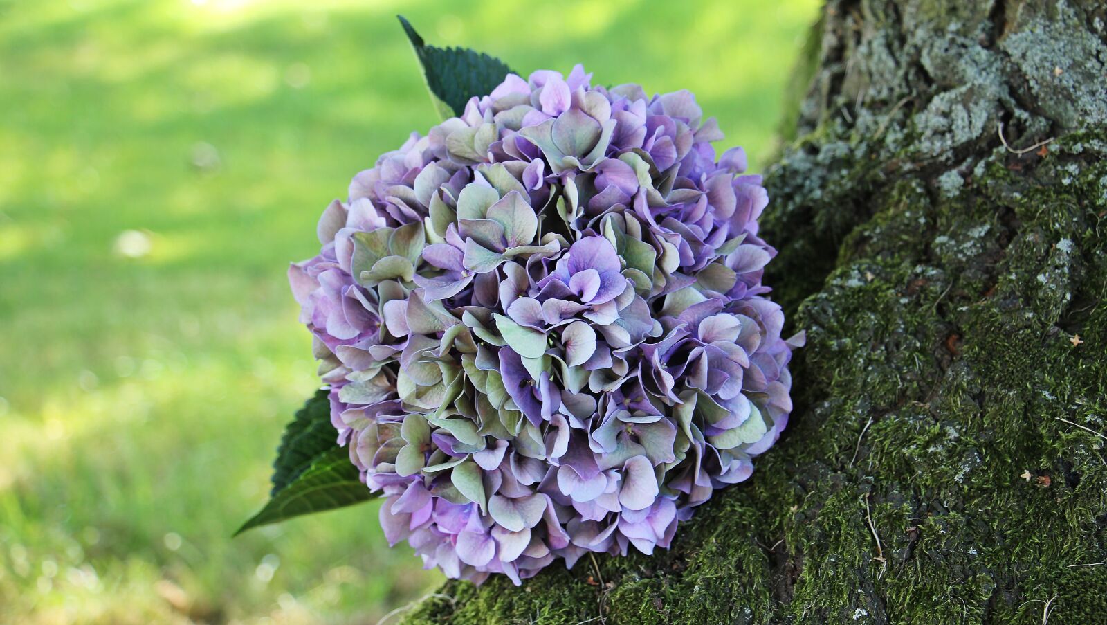 Canon EOS 550D (EOS Rebel T2i / EOS Kiss X4) sample photo. Hydrangea, flower, blossom photography