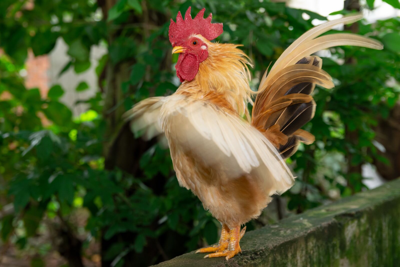 Nikon D3300 sample photo. Chicken, chicks, easter photography