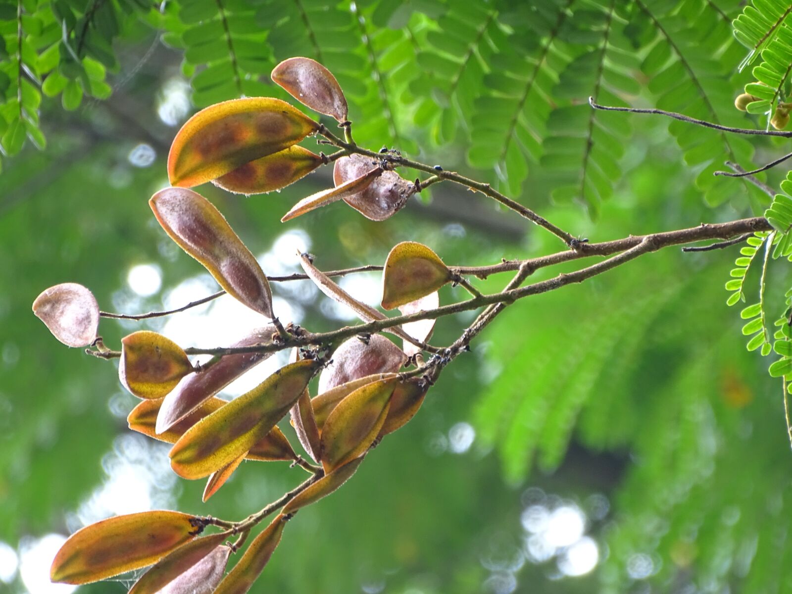Sony Cyber-shot DSC-HX400V sample photo. Nature, tree, natural photography