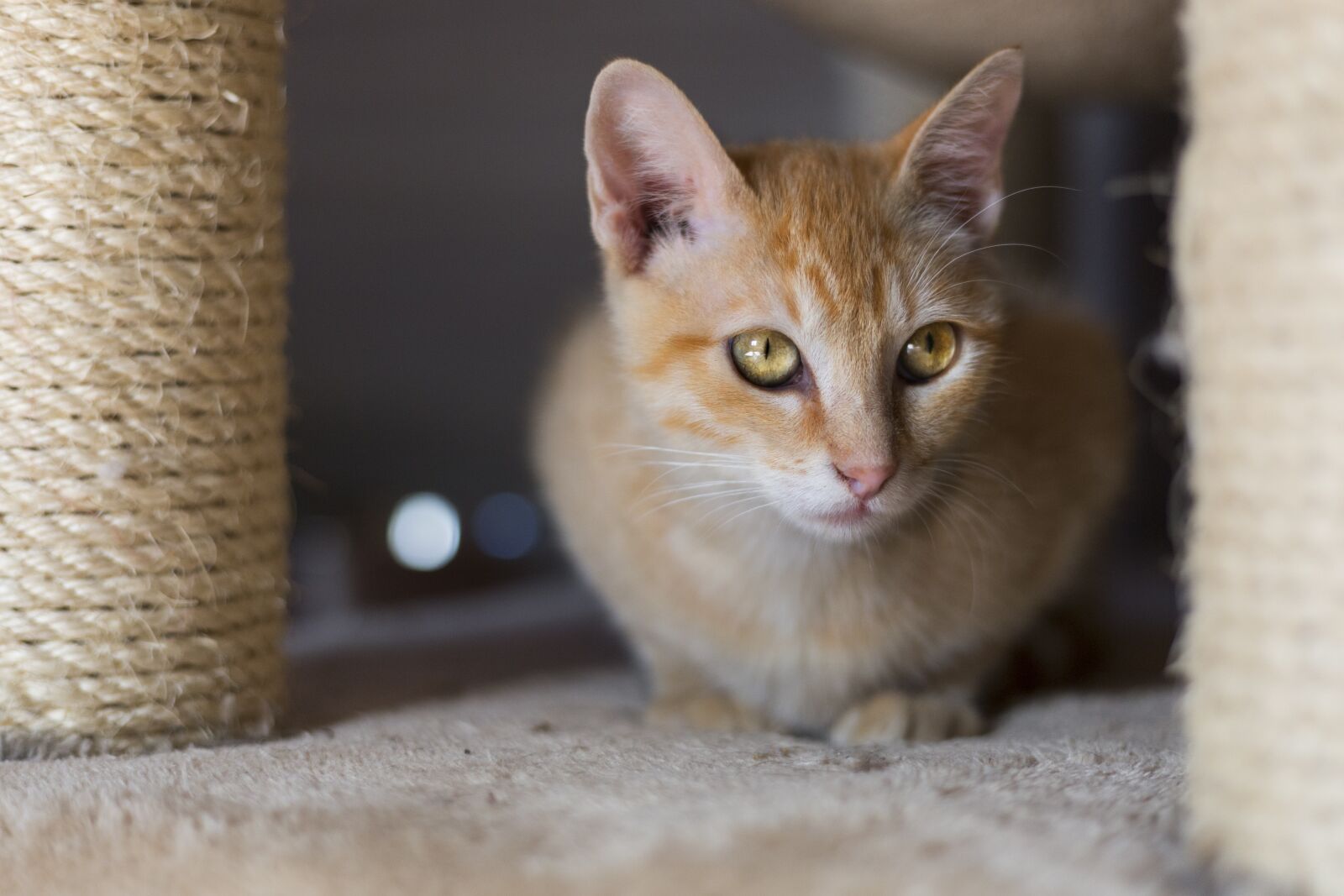 Canon EOS 5D Mark III + Canon EF 50mm F1.8 STM sample photo. Cat, red, kitten photography