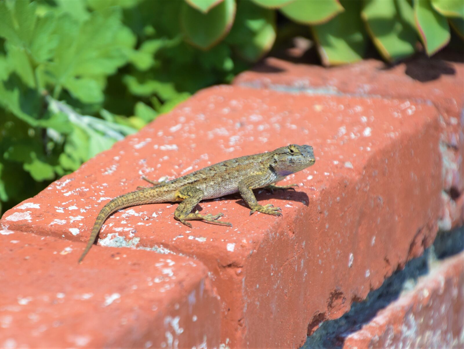Nikon D3300 sample photo. Thin lizzy in the photography