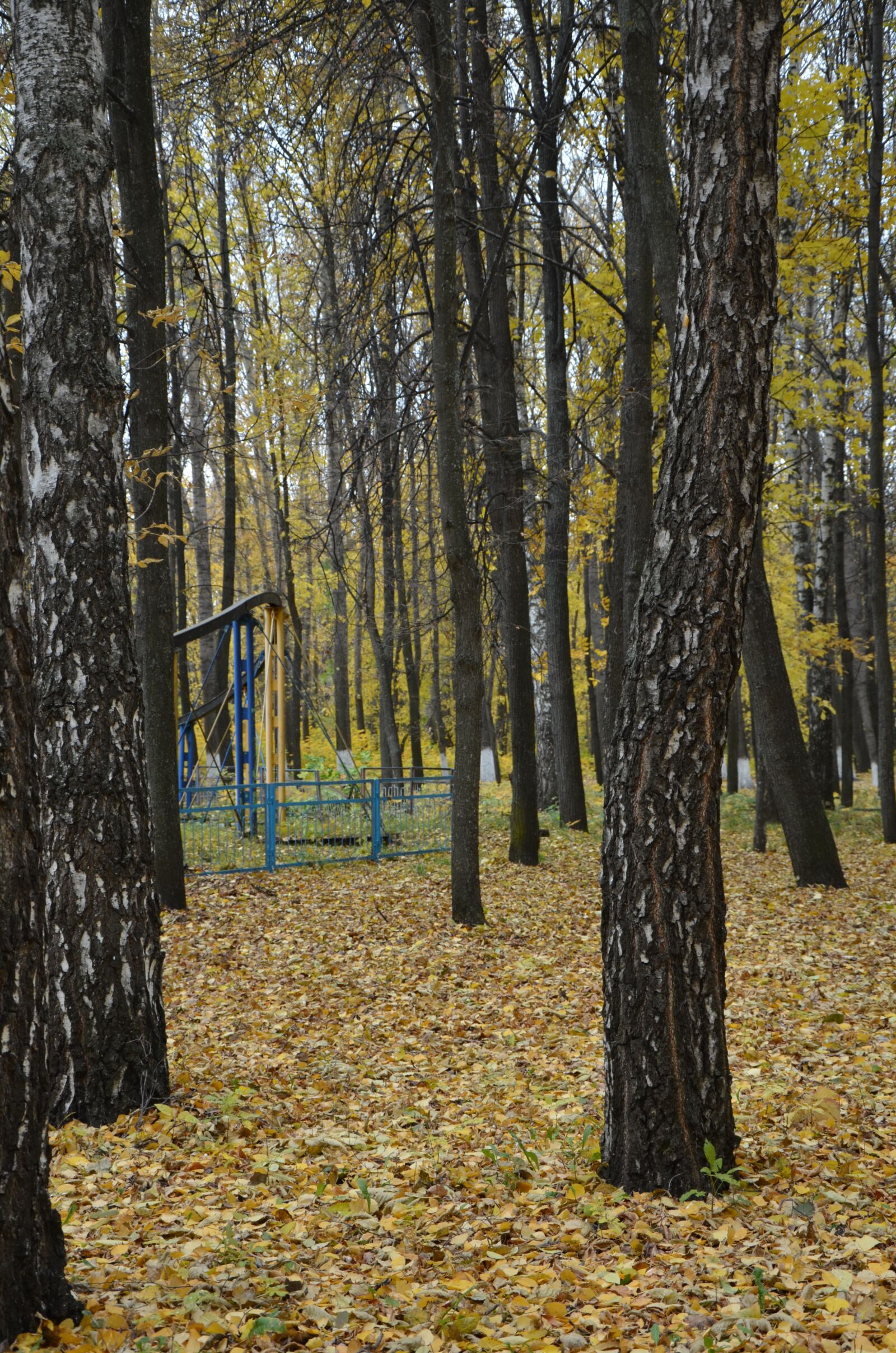 Nikon D7000 sample photo. Autumn, park, nature photography