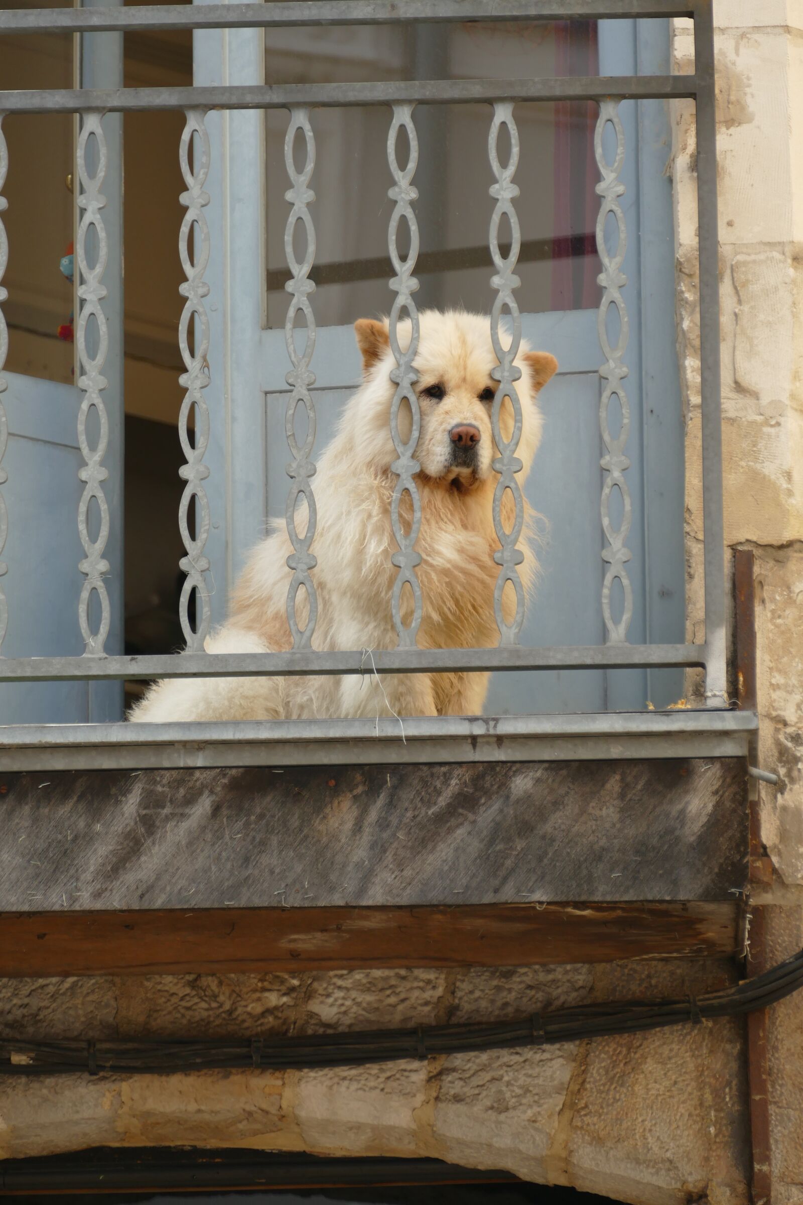 Panasonic Lumix DMC-FZ1000 sample photo. Dog, pet, mammal photography