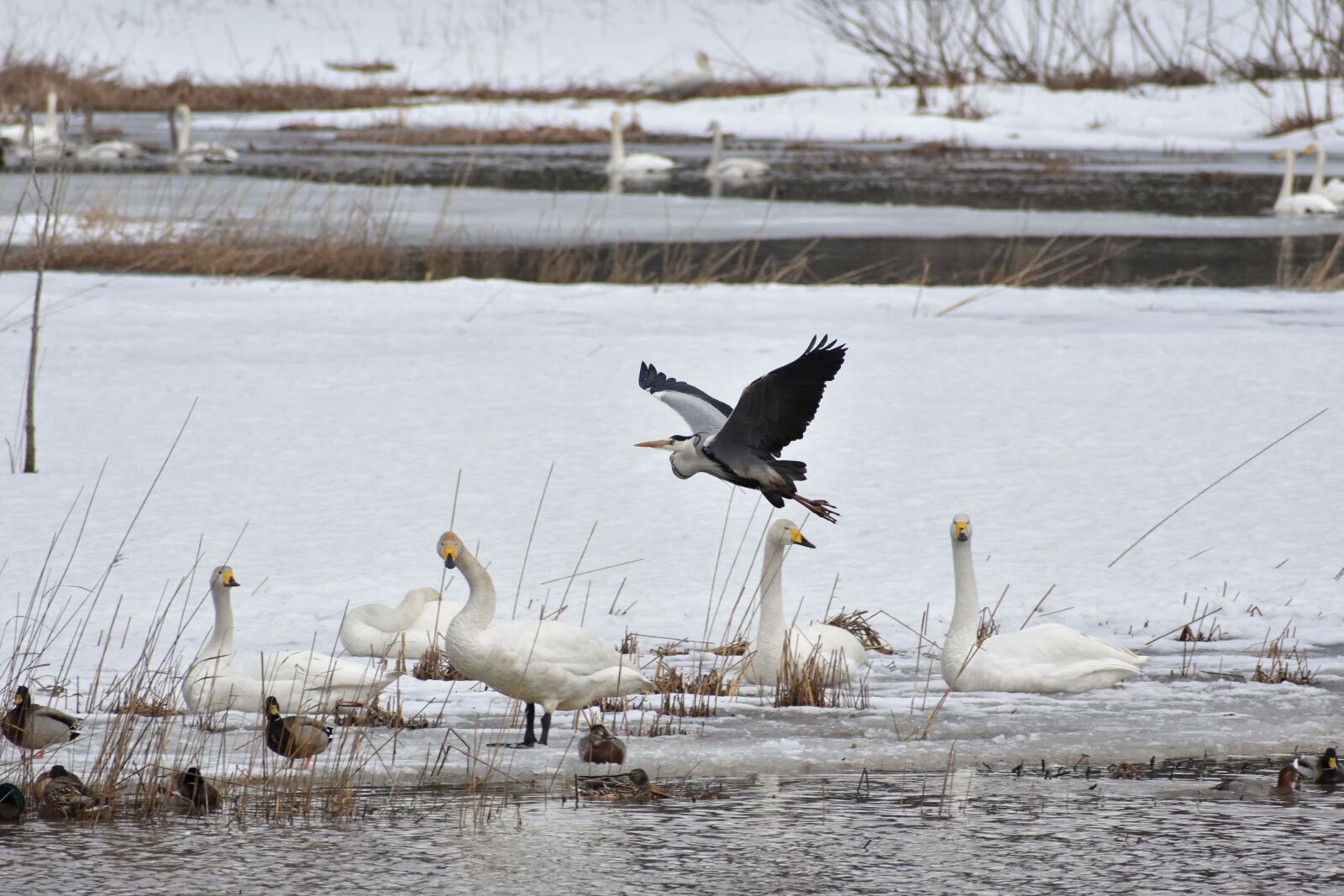 Nikon D7200 sample photo. Animal, lake, waterside photography