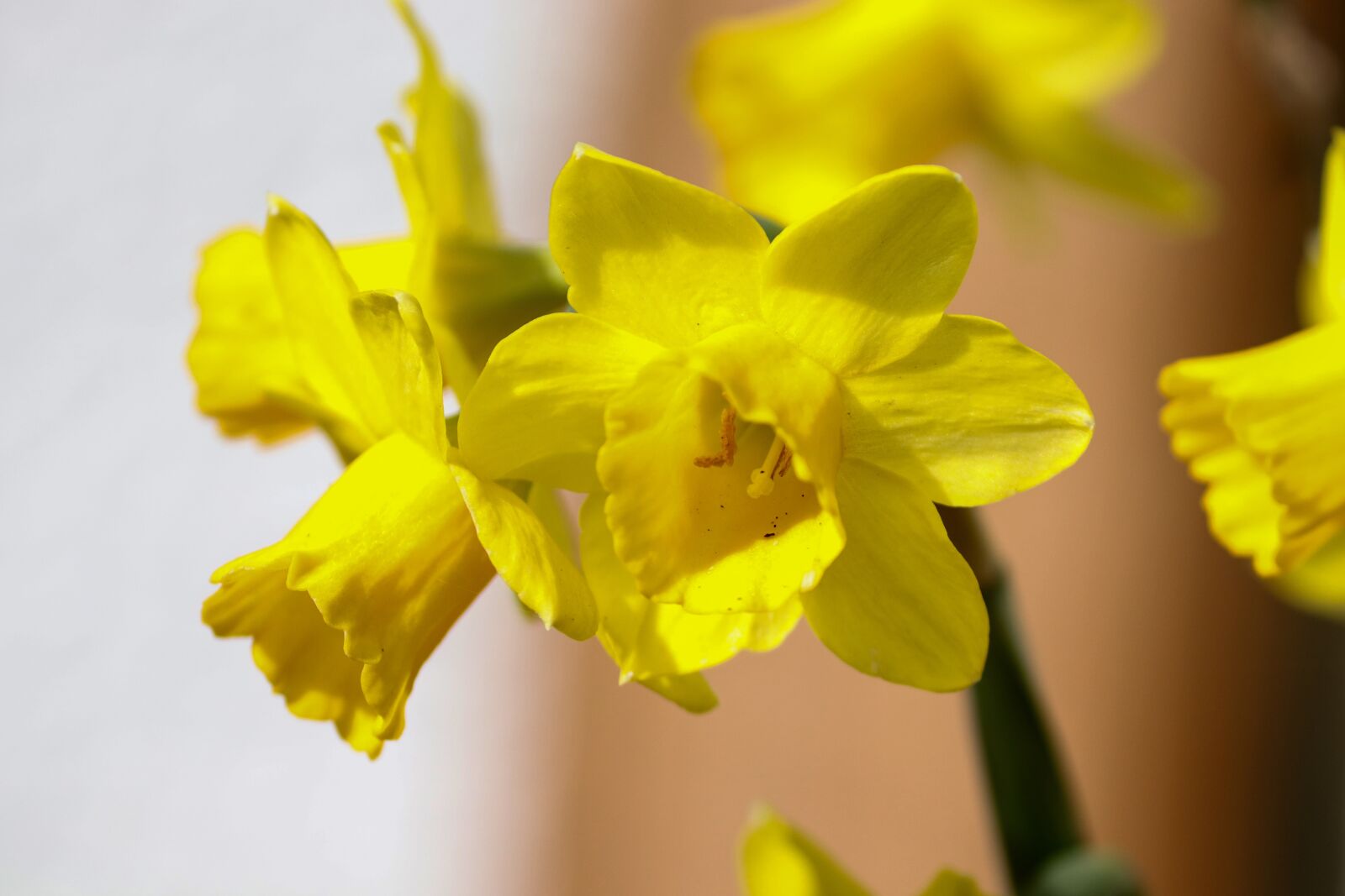 Canon EOS 200D (EOS Rebel SL2 / EOS Kiss X9) sample photo. Daffodils, osterglocken, spring flowers photography