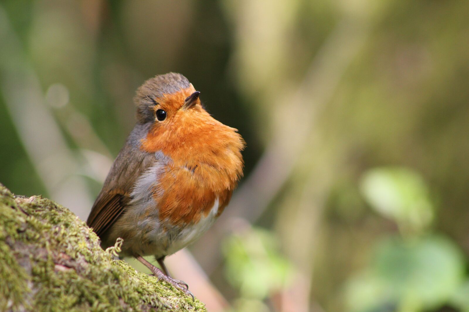 Canon EOS 550D (EOS Rebel T2i / EOS Kiss X4) sample photo. Bird, robin, feather photography