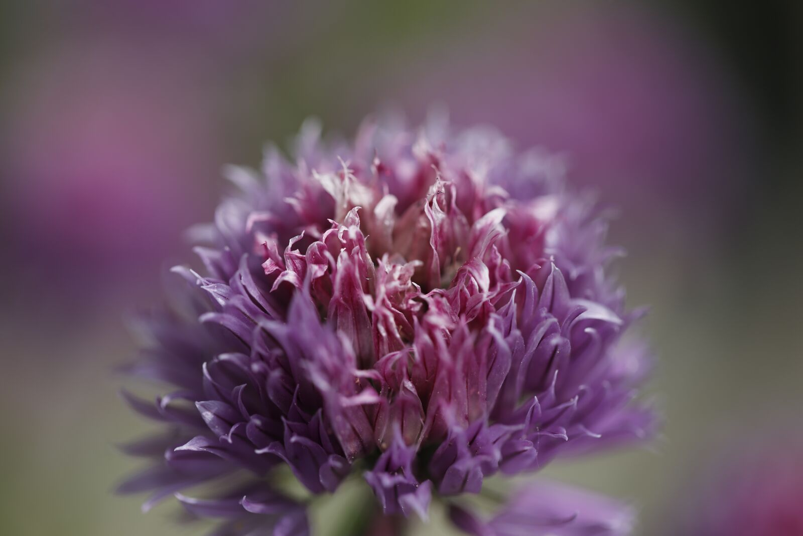 Canon EF 100mm F2.8L Macro IS USM sample photo. Chives, blossom, bloom photography