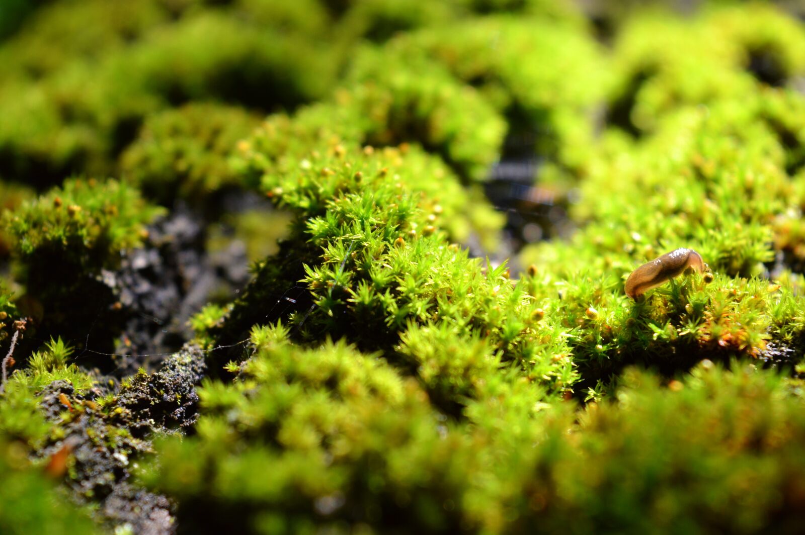 Nikon D3200 sample photo. Moss, wood, forest photography