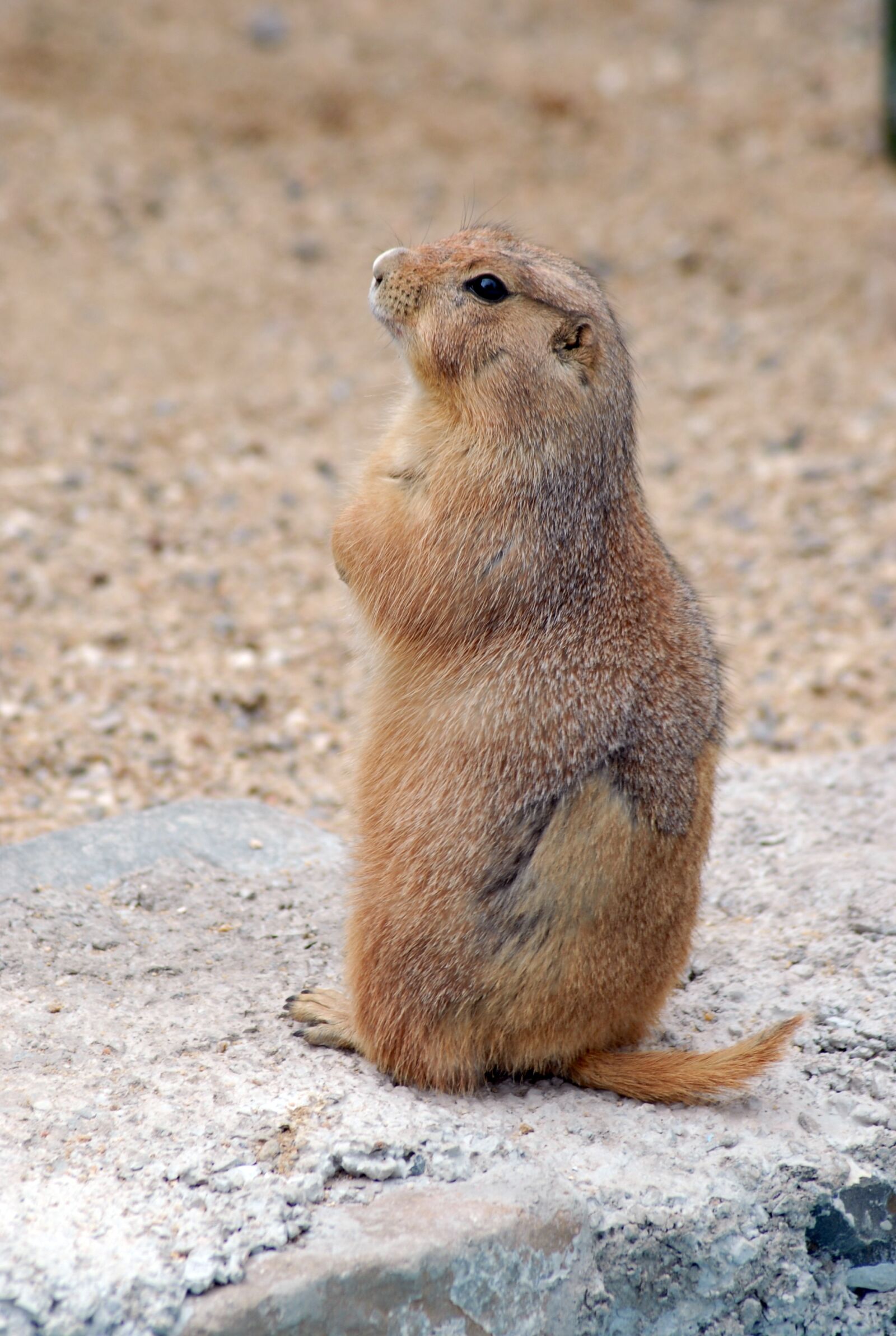 Nikon D200 sample photo. Fauna, animal, nature photography