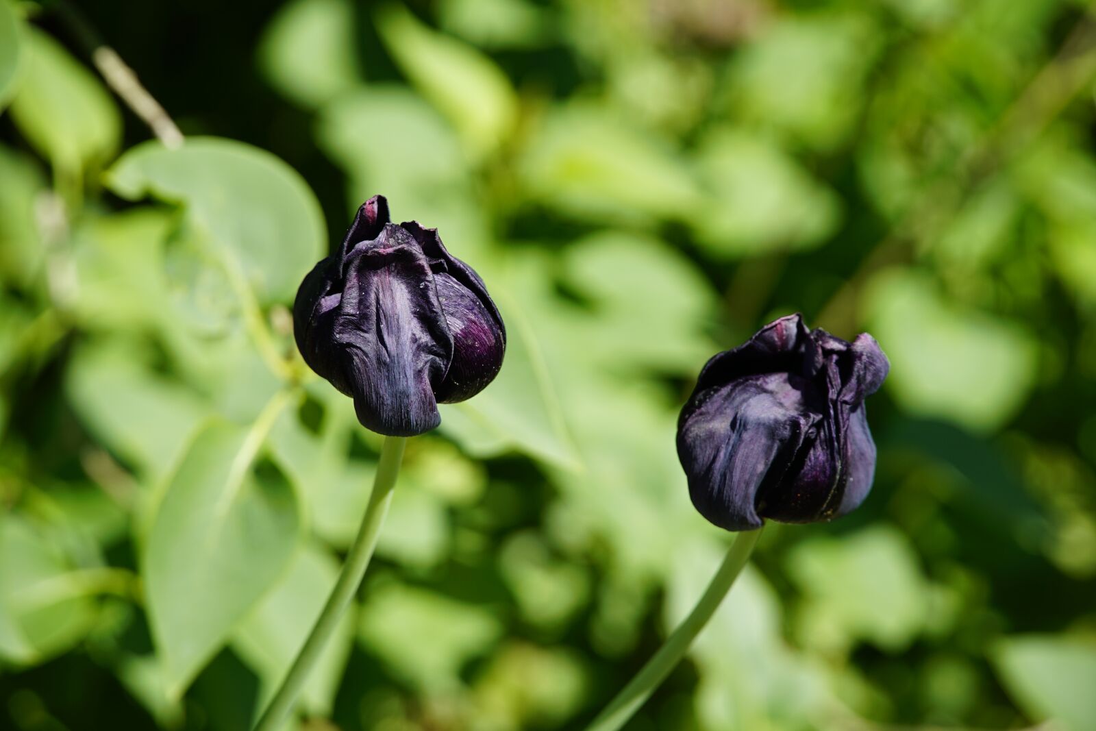 Sony a7R II + Sony E PZ 18-105mm F4 G OSS sample photo. Black, tulip, spring photography