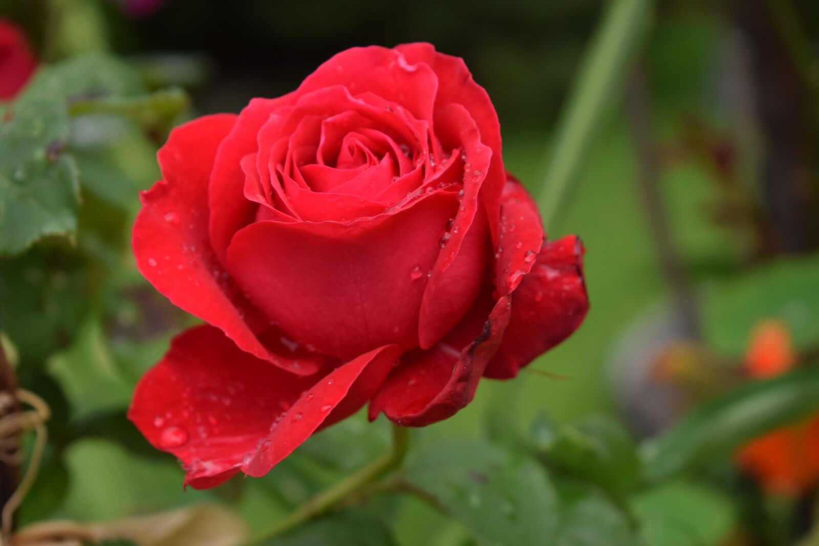 Nikon D3300 sample photo. Red, rose, flower photography