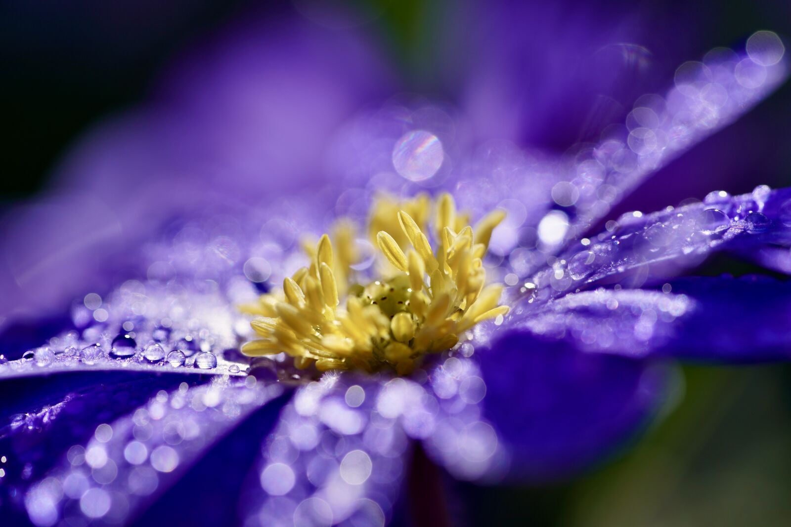 Sony a7R III + Sony FE 90mm F2.8 Macro G OSS sample photo. Flower, water drops, raindrops photography