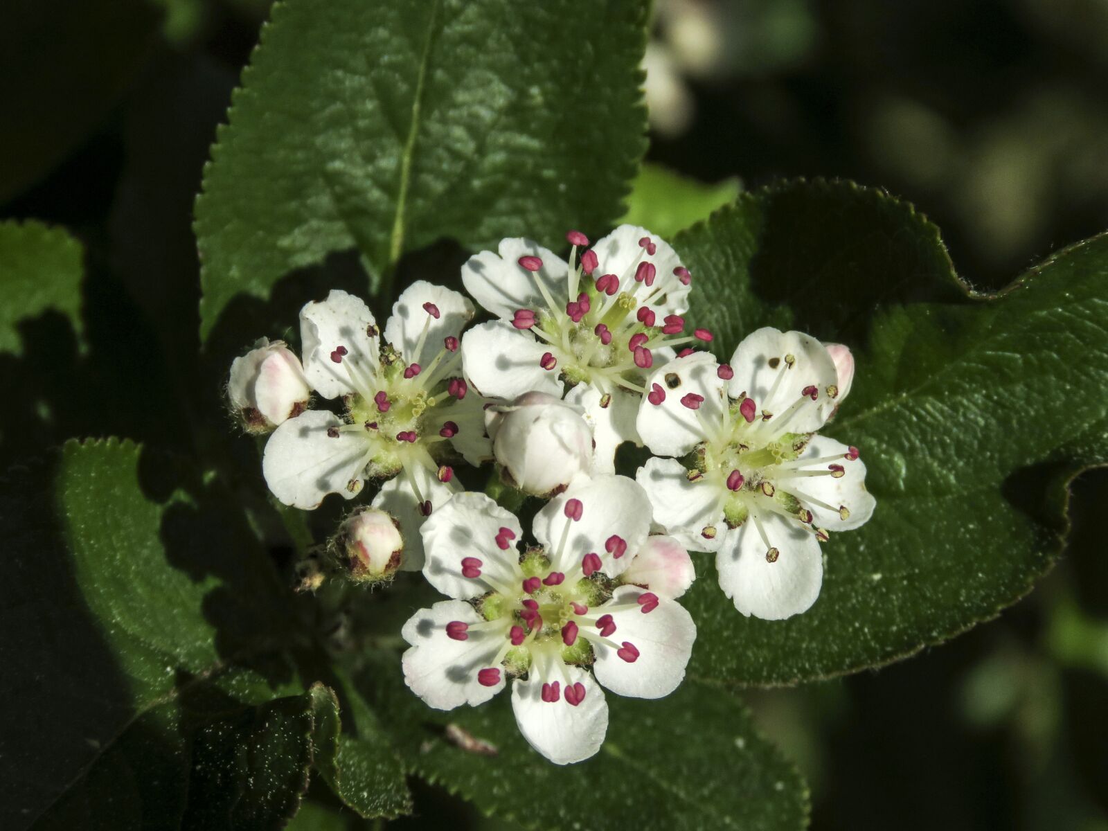 Canon PowerShot SX60 HS sample photo. Flowers, chokeberry, aronia chokeberry photography