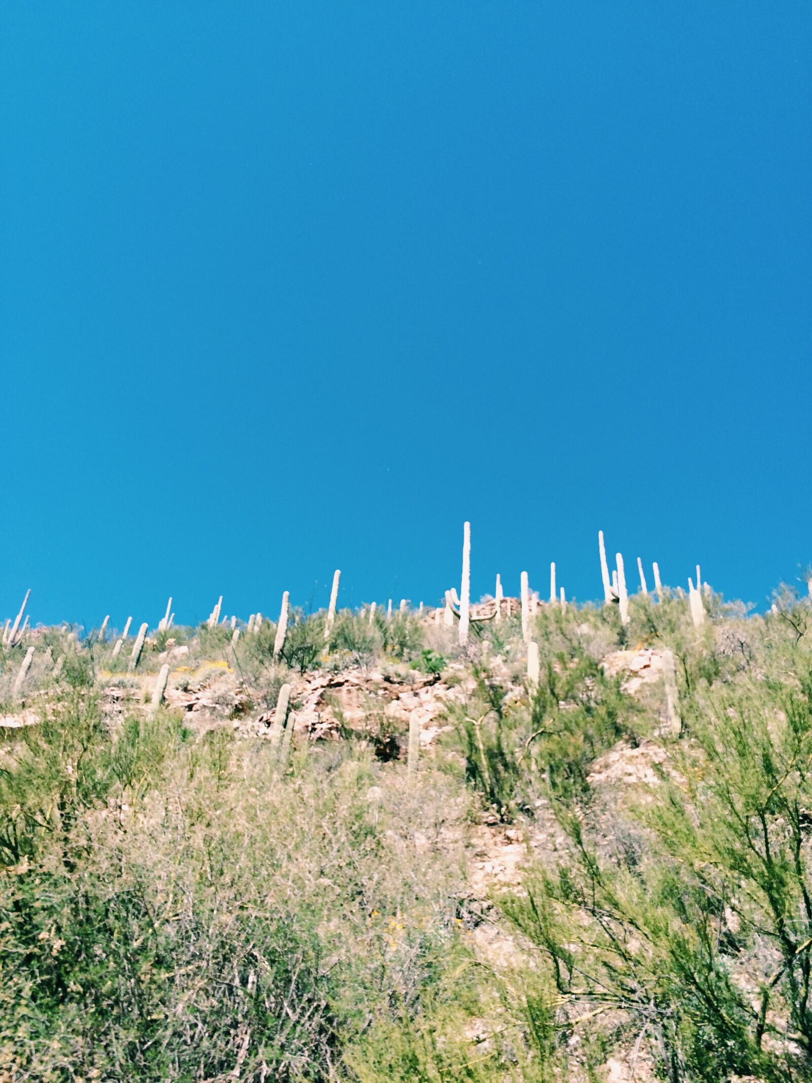 iPhone 5s back camera 4.15mm f/2.2 sample photo. Blue, blue, sky, cacti photography