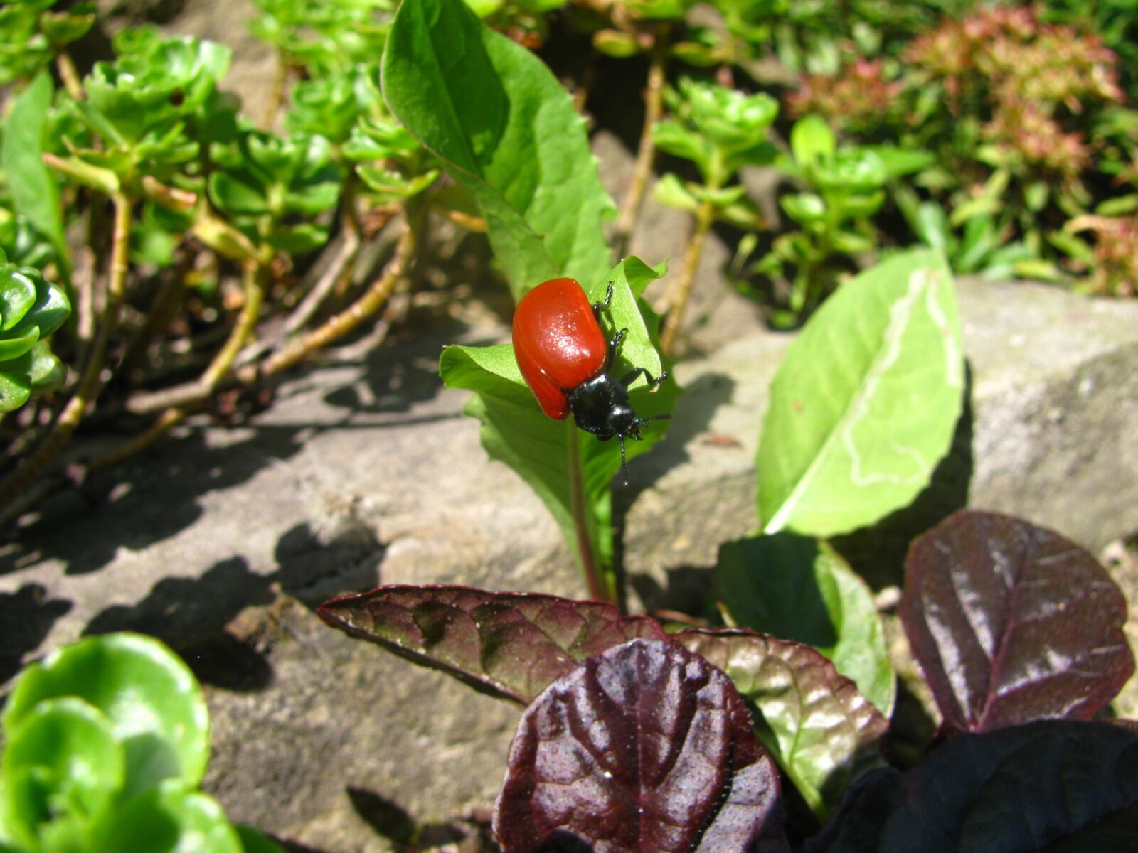 Canon PowerShot SX110 IS sample photo. Beetle, insect, leaf photography