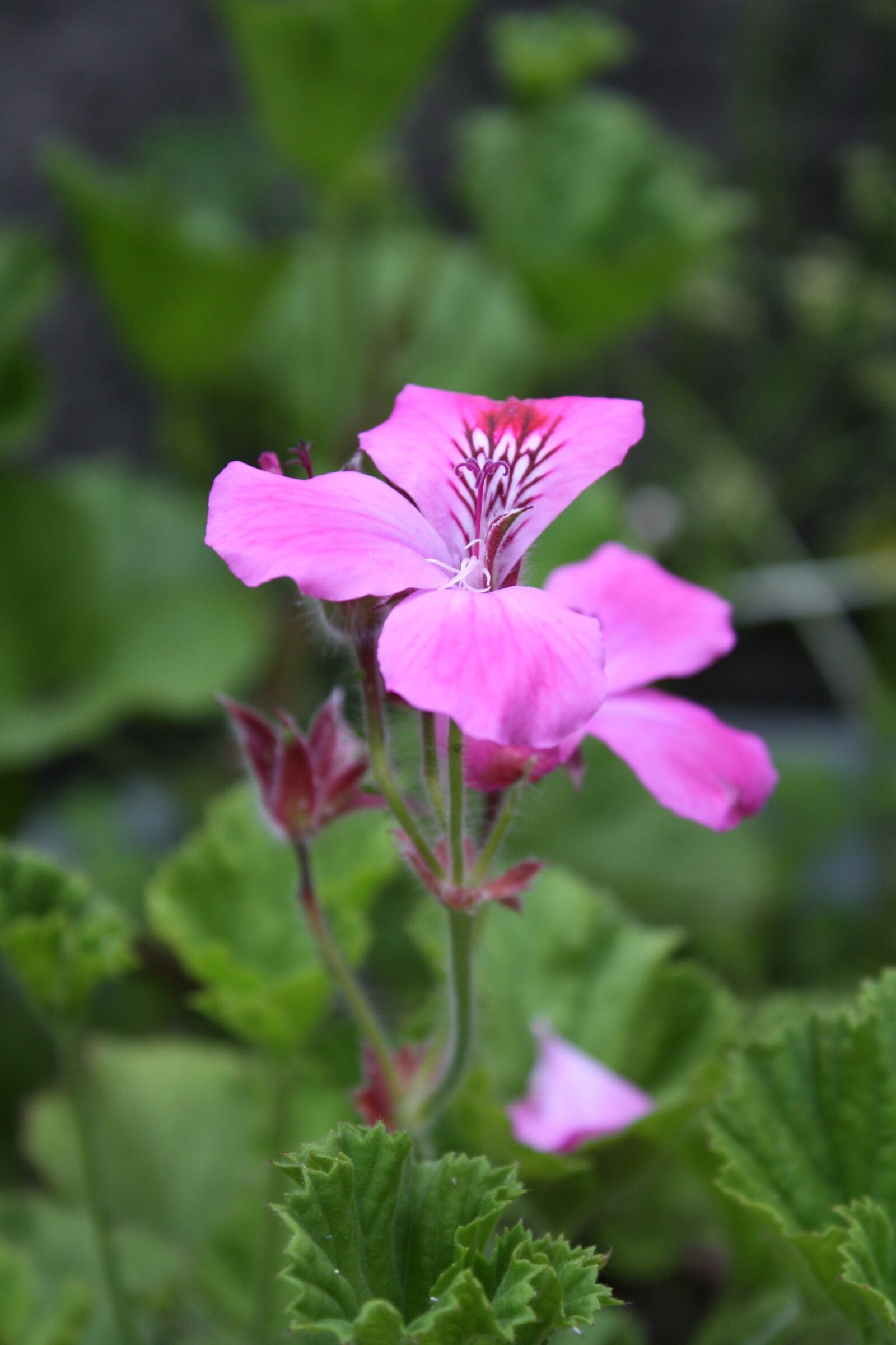 Canon EOS 1000D (EOS Digital Rebel XS / EOS Kiss F) sample photo. Flower, geranium, pink flowers photography