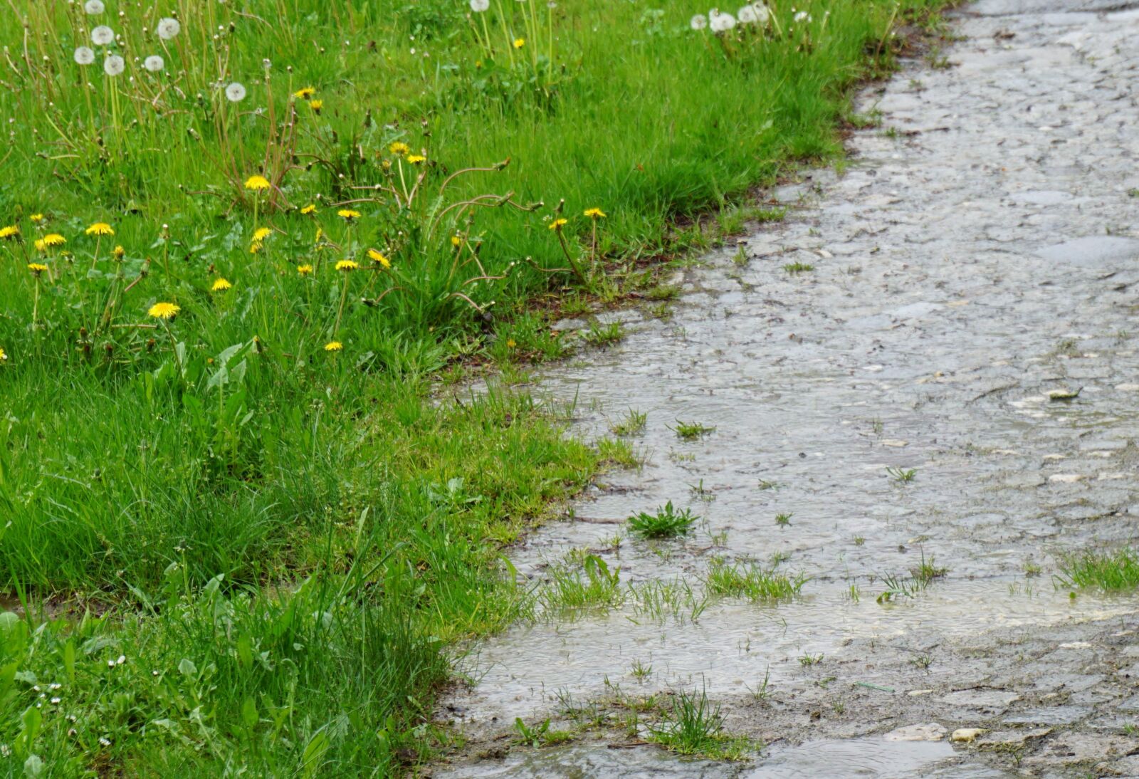 Sony a6000 sample photo. Rain, puddle, wet photography
