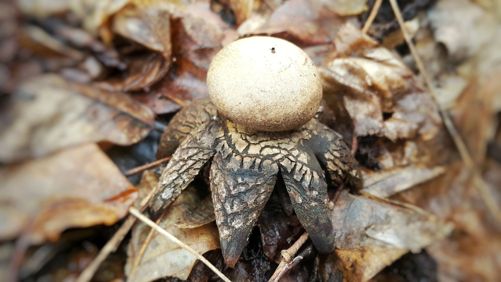 Samsung Galaxy Note4 sample photo. Sponge, earth star, nature photography