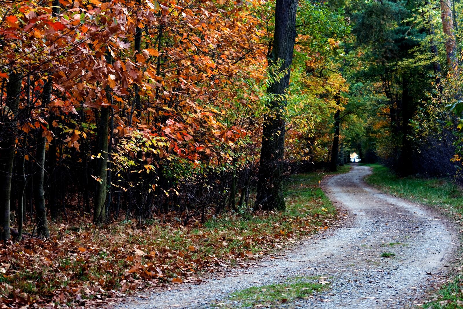 Canon EOS 400D (EOS Digital Rebel XTi / EOS Kiss Digital X) sample photo. Autumn, color, forest photography
